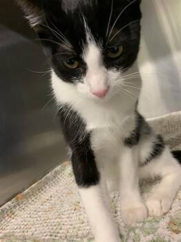 MITCHELL -  Domestic Short Hair Cat for Adoption in Grand Prairie, Texas - MITCHELL | PetCurious
