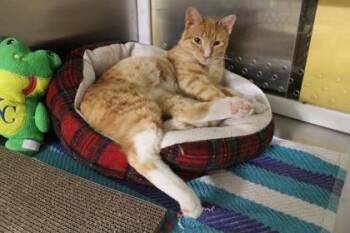 Domestic Short Hair Cats Available for Adoption - Cheeto | PetCurious