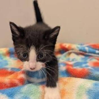 Domestic Short Hair Cats Available for Adoption in West Point, Mississippi - Snap | PetCurious