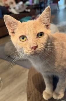Citrine -  Domestic Short Hair Cat for Adoption in Kirklin, Indiana - Citrine | PetCurious
