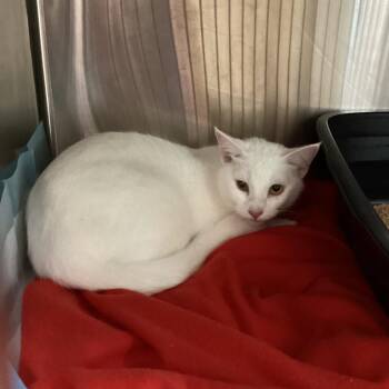 Domestic Short Hair Cats Available for Adoption in Clearwater, Florida - Belle | PetCurious