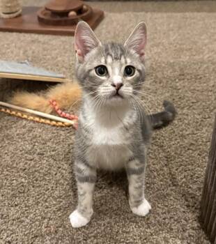 Indie -  Domestic Short Hair Cat for Adoption in Washington Township, New Jersey - Indie | PetCurious