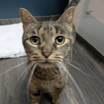 Kitty -  Tabby Cat for Adoption in Fort Payne, Alabama - Kitty | PetCurious