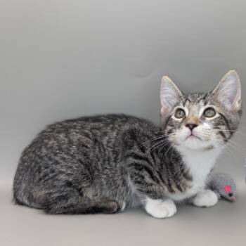 Jessie -  Domestic Short Hair Cat for Adoption in Williston, Florida - Jessie | PetCurious