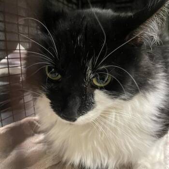 Flower -  Domestic Long Hair Cat for Adoption in Chicago, Illinois - Flower | PetCurious