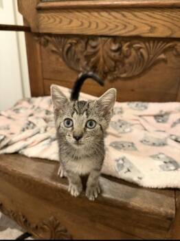 Virginia -  Domestic Short Hair Cat for Adoption in Marietta, Georgia - Virginia | PetCurious