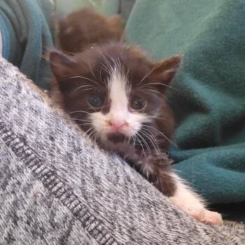 Domestic Short Hair Cats Available for Adoption in Salt Lake City, Utah - Hillary | PetCurious