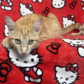 Garlic Parm -  Domestic Short Hair Cat for Adoption in Janesville, Wisconsin - Garlic Parm | PetCurious