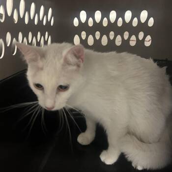 Francis -  Domestic Short Hair Cat Available for Adoption in Philadelphia, Pennsylvania - Francis | PetCurious