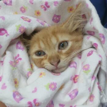 Tita -  Domestic Medium Hair Cat Available for Adoption in Guaynabo, Guaynabo - Tita | PetCurious