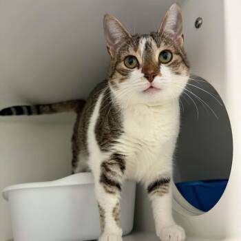 Purrsephone -  American Shorthair Cat for Adoption in Bethel, Connecticut - Purrsephone | PetCurious