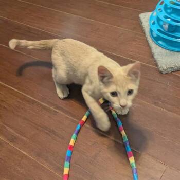Frack -  Domestic Short Hair Cat for Adoption in Las Vegas, Nevada - Frack | PetCurious