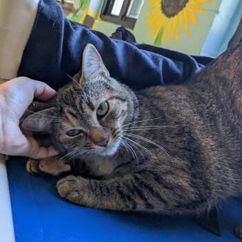 Zelda -  Domestic Short Hair Cat for Adoption in Hendersonville, North Carolina - Zelda | PetCurious