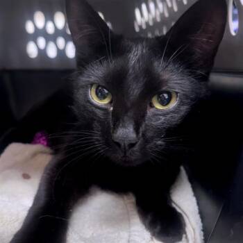 BUBBY BOY -  Domestic Short Hair Cat for Adoption in Barnstable, Massachusetts - BUBBY BOY | PetCurious