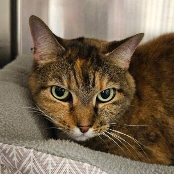 Tutti -  Domestic Short Hair Cat Available for Adoption in Sarasota, Florida - Tutti | PetCurious