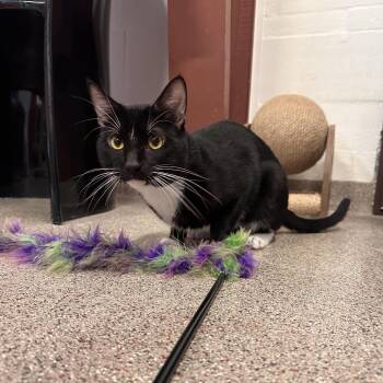 Chip -  Domestic Short Hair Cat for Adoption in Sarasota, Florida - Chip | PetCurious