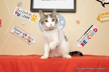 Rescue Tabby Cats for Adoption in Parlier, California - Tater | PetCurious