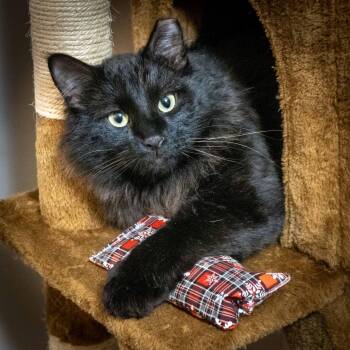 Domestic Long Hair Cats Available for Adoption - CHARLIE | PetCurious