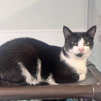 Sammie -  Domestic Short Hair Cat Available for Adoption in Brownsboro, Alabama - Sammie | PetCurious