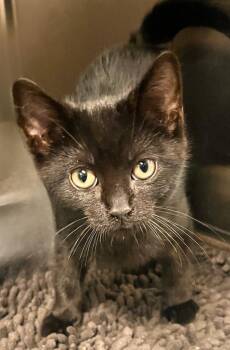 Burnt Hot Pocket -  Domestic Short Hair Cat for Adoption - Burnt Hot Pocket | PetCurious