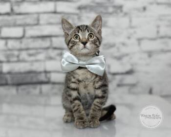 Otto -  Domestic Short Hair and Tabby Cat for Adoption in Tuscaloosa, Alabama - Otto | PetCurious
