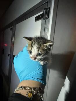 Domestic Short Hair Cats Available for Adoption in San Antonio, Texas - FRENCHIE | PetCurious