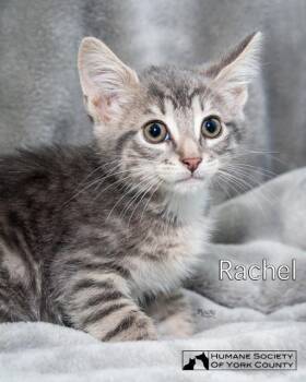 Rachel -  Domestic Short Hair Cat for Adoption in Fort Mill, South Carolina - Rachel | PetCurious