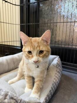 Panna Cotta -  Domestic Short Hair Cat for Adoption in St. Peters, Missouri - Panna Cotta | PetCurious