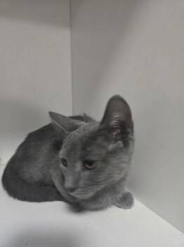Sally -  Domestic Short Hair Cat for Adoption in Savannah, Georgia - Sally | PetCurious
