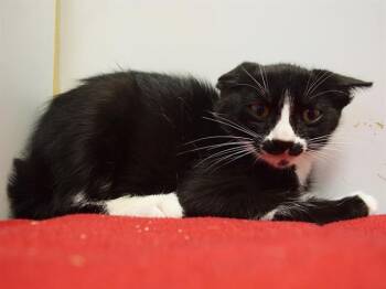 BRIEANNA -  Domestic Short Hair Cat for Adoption in Sacramento, California - BRIEANNA | PetCurious