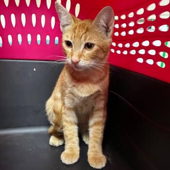 Cheez-It -  Domestic Short Hair Cat for Adoption in Pasadena, California - Cheez-It | PetCurious