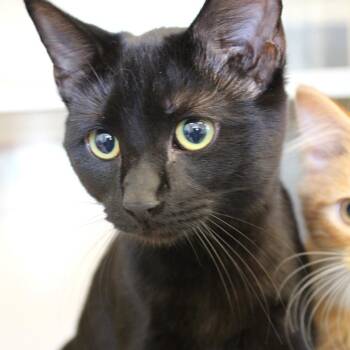 Domestic Short Hair Cats Available for Adoption in Gloucester, Virginia - Cryptid Baby | PetCurious