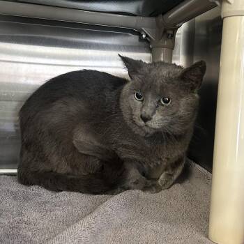 Albert -  Domestic Short Hair Cat for Adoption in Indianapolis, Indiana - Albert | PetCurious