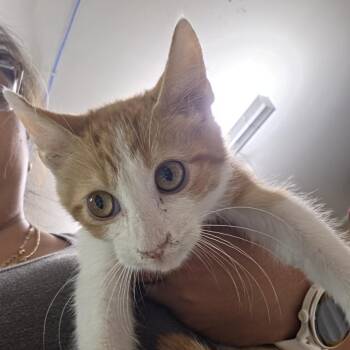 Dreamworks -  Domestic Short Hair Cat for Adoption in Leander, Texas - Dreamworks | PetCurious