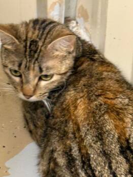 Domestic Short Hair Cats Available for Adoption in Saint Francisville, Louisiana - Ethel | PetCurious