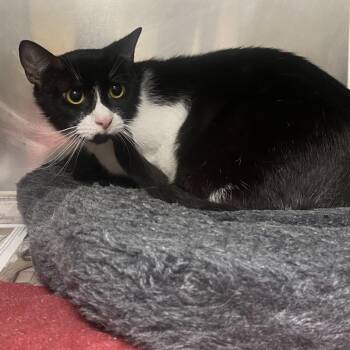 Eleanor -  Domestic Short Hair Cat for Adoption in Milton, Florida - Eleanor | PetCurious