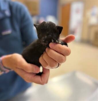 HARPER -  Domestic Short Hair Cat for Adoption in Conroe, Texas - HARPER | PetCurious