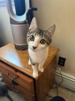 Domestic Short Hair Cats Available for Adoption - Bert | PetCurious