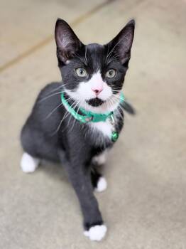 Topaz -  Tuxedo Cat for Adoption in Honeoye, New York - Topaz | PetCurious