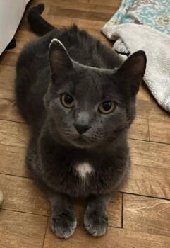 Domestic Short Hair Cats Available for Adoption in Taycheedah, Wisconsin - Diamond | PetCurious
