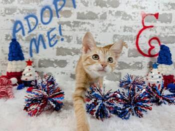 Tess -  Domestic Short Hair Cat for Adoption in San Tan Valley, Arizona - Tess | PetCurious
