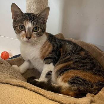 Rescue Domestic Short Hair Cats for Adoption in Indiana, Pennsylvania - Namaste | PetCurious