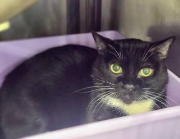 BOOTSIE -  Domestic Short Hair Cat for Adoption in Houston, Texas - BOOTSIE | PetCurious