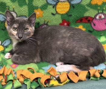 Mila -  Domestic Short Hair Cat for Adoption in Madison, Georgia - Mila | PetCurious