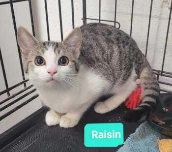 Rescue Domestic Short Hair Cats for Adoption in Richmond, Indiana - Raisin | PetCurious