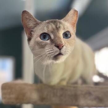 Eulalie -  Domestic Short Hair Cat for Adoption in Fredericksburg, Virginia - Eulalie | PetCurious