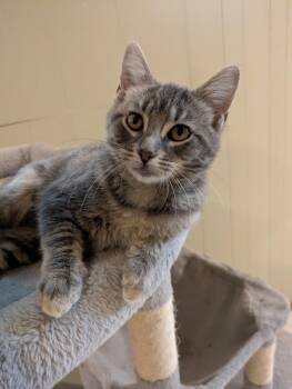 Trinket -  Tabby Cat for Adoption in Mineral Point, Wisconsin - Trinket | PetCurious