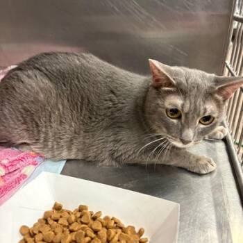 Domestic Short Hair Cats Available for Adoption - Roxy | PetCurious