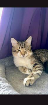 Kiefer (watch my video) -  Tabby Cat for Adoption in Alexandria, Louisiana - Kiefer (watch My Video) | PetCurious