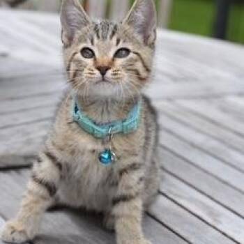 Domestic Short Hair Cats Available for Adoption in Conroe, Texas - Milo | PetCurious